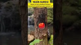 İnsan görmez mi ki, biz onu bir damla sudan yarattık. Bir de bakıyorsun ki, apaçık düşman kesilmiş.