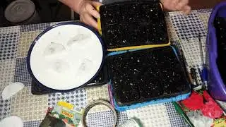 Как правильно посеять семена герани  в кассеты