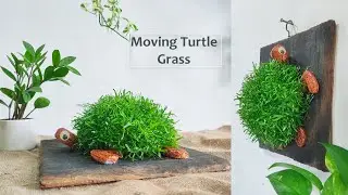 How to Grow Grass Plants on Turtle | Grass Growing Ideas | Indoor Grass Plants//GREEN PLANTS