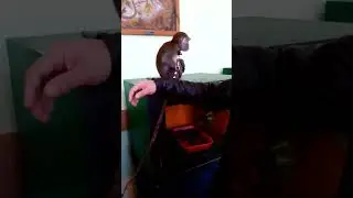 обезьяна зоопарк