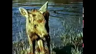 Весна в лесу