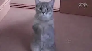 Топ приколов животные коты