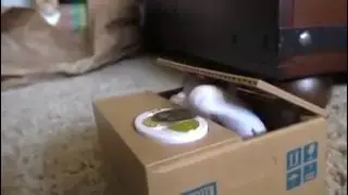 Cat Jealousy