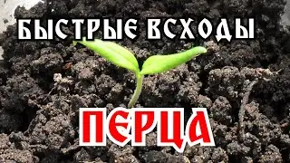 Дела огородные. Как ускорить всходы перца: делюсь своим опытом