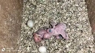 Weeks later, this abandoned budgie nest left me shocked 😲