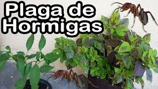 Como eliminar la Plaga de Hormigas en macetas PASO A PASO