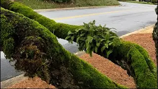 The Mysterious #ResurrectionFern