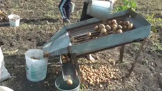 Potato sorting