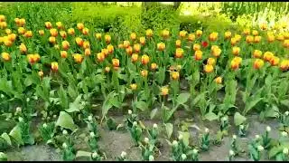 Фестиваль Тюльпанов 24.05.22