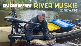 River MUSKIES on Opening Day (Tagging Fish)
