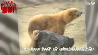Animal Stockshots - Polar Bear & baby - IJsbeer & baby