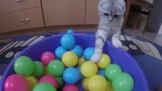 Cute and Funny Cat Videos Compilation / Most Adorable Kitten Ever!! Scottish fold cat
