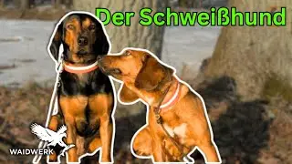Hundeportrait - Die Tiroler Bracke
