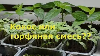 Кокос или торфяная  смесь ?