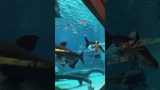 River Wonders, Singapore | Sea Creatures | different type of fish