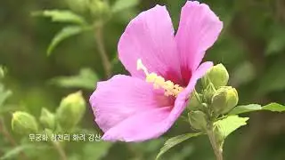 Aegukga with Western instruments, 1080p