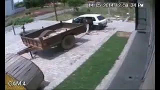 Кража коровы