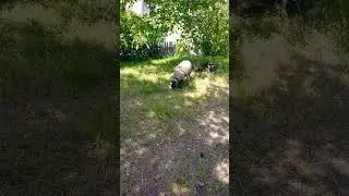 баран кушает яблоки #жизньвдеревне #nature
