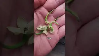 А вот это уже первый звоночек! #острыйперец #spicy #жгучийперец #plants #своимируками