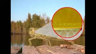 Insect Exoskeleton: Structure and Molting