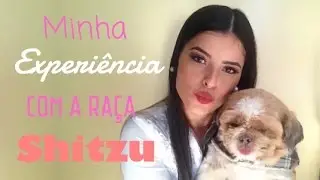 Shitzu - comportamento, doenças e cuidados com a raça