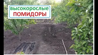 Высадка РАССАДЫ высокорослых  ПОМИДОР с закрытой корневой системой