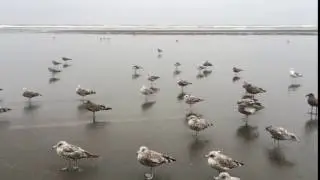 ocean shores wa