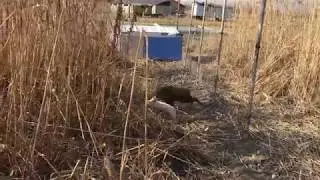 Разведение кабанов