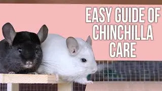 Easy Guide of Chinchilla Care for Beginners