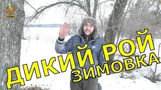 How the Wild Swarm Overwinters - FABRO