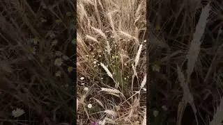 Красота 🌾🌾🌾. #природа
