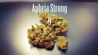 Medizinisches Cannabis Aphria Strong 9 Bienville