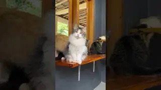 Anabul pamer catwall baru di catroom baru 😅 #kucinglucu #cat #kitten #kucing
