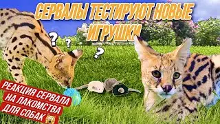 Сервалы Один и Фрея тестируют новые игрушки 😹 Реакция сервала на лакомства для собак 🙀