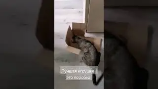 Лучшая игрушка для котиков - это коробка 