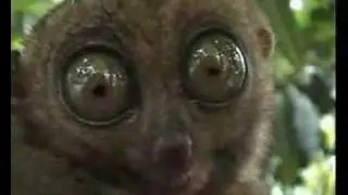 Lemur with wide open eyes (maki)