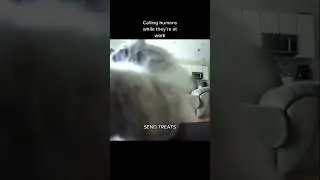 Cat Demands Humans to Send Treats