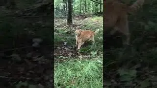 Когда ты домосед, и у тебя аллергия на наружу