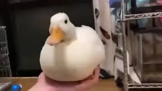 Quack