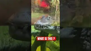 НИКТО ДАЖЕ НЕ ЗНАЕТ ЧТО ЭТО! EXTREME EXPERIMENT WITH DOG!