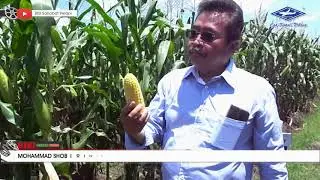BISI Sahabat Petani: Geboy, Melangkah Pasti di Pasar Induk Kramat Jati