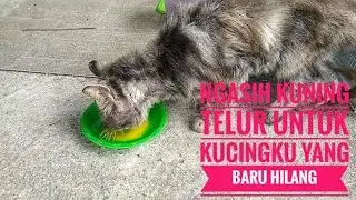 Ngasih kuning telur untuk kucing malangku