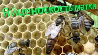 Профессор Кашковский: О яйценоскости матки на второй год