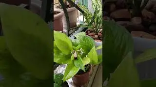 Love for my Plants