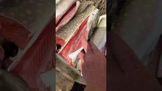 В море наловил #fishing #рыбалка #голец #кижуч #fish #salmon #горбуша #кунджа #сима #кета