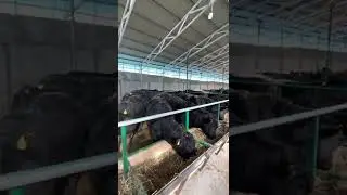 Абердин ангусы Ксх Рейна Кенч...быки от 1года на продажу 0709718051 ватсап