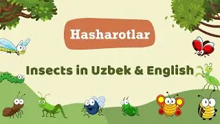 Hasharotlar - Insects in Uzbek & English