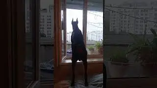 European doberman 