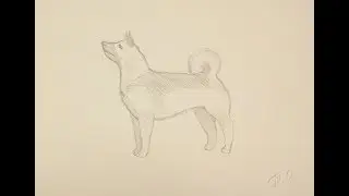 Как нарисовать собаку поэтапно простым карандашом начинающие