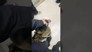 The nuances of an army dog's everyday life 